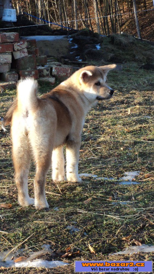 Fenečka Akita-inu