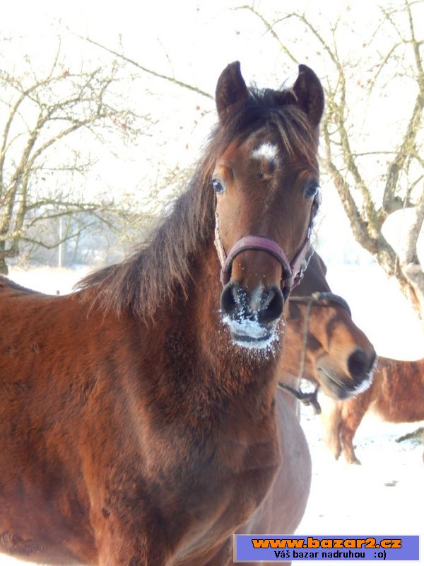 PRODÁM PONY