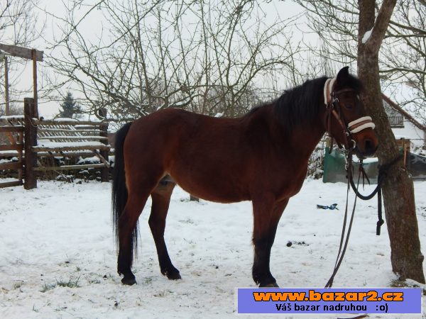 PRODÁM PONY