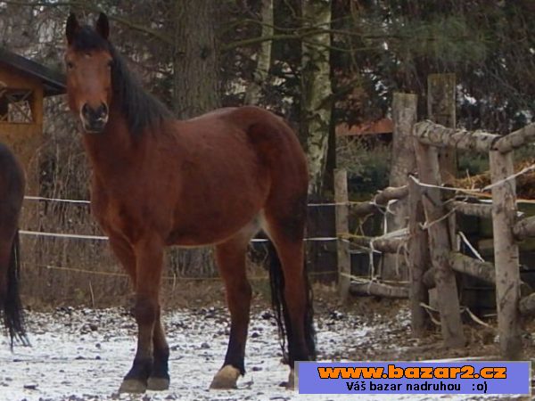 PRODÁM PONY
