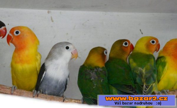 Agapornis fišeri a škraboškový