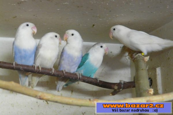 Agapornis fišeri a škraboškový