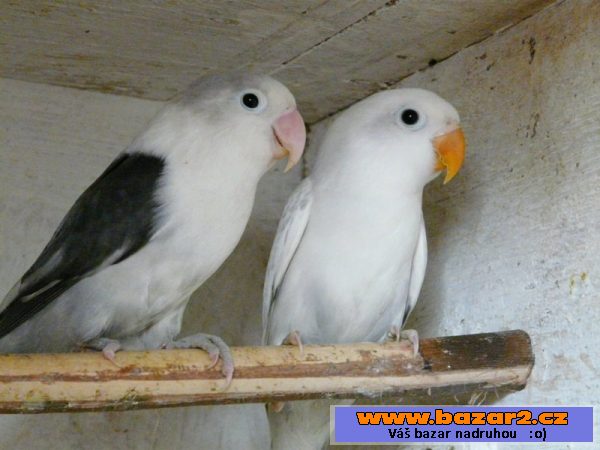 Agapornis fišeri a škraboškový