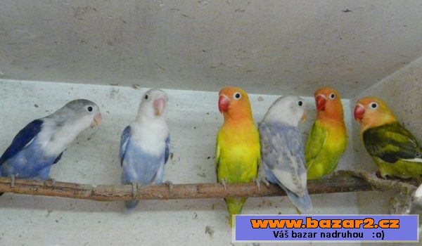 Agapornis fišeri a škraboškový