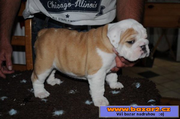 Anglický Buldog