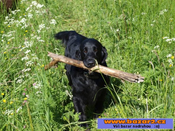 Štěně Flat coated retriever s PP 