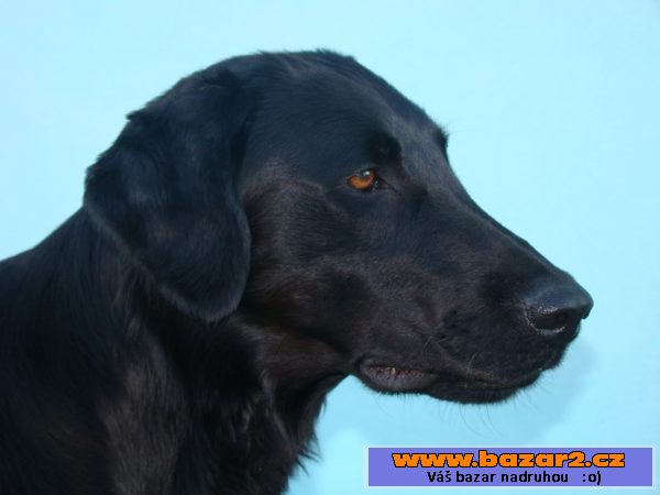 Štěně Flat coated retriever s PP 