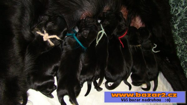 Štěně Flat coated retriever s PP 