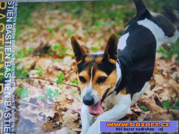 Jack russel teriér Bastien