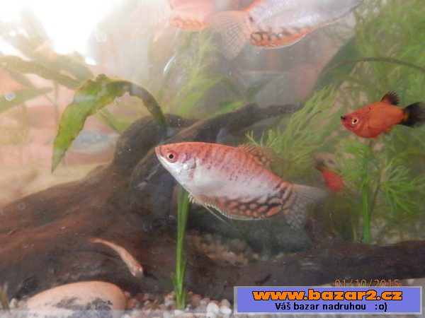 Čichavci Cosby, Leeri, Gold-Red, 