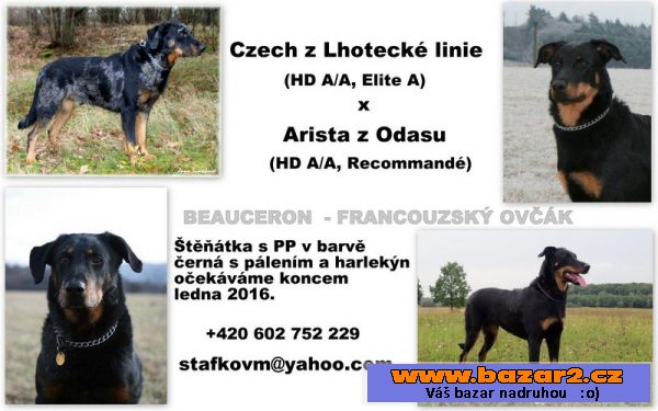Beauceron - štěňata s PP