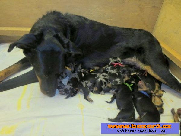 Beauceron - štěňata s PP