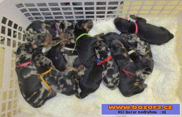 Beauceron - štěňata s PP
