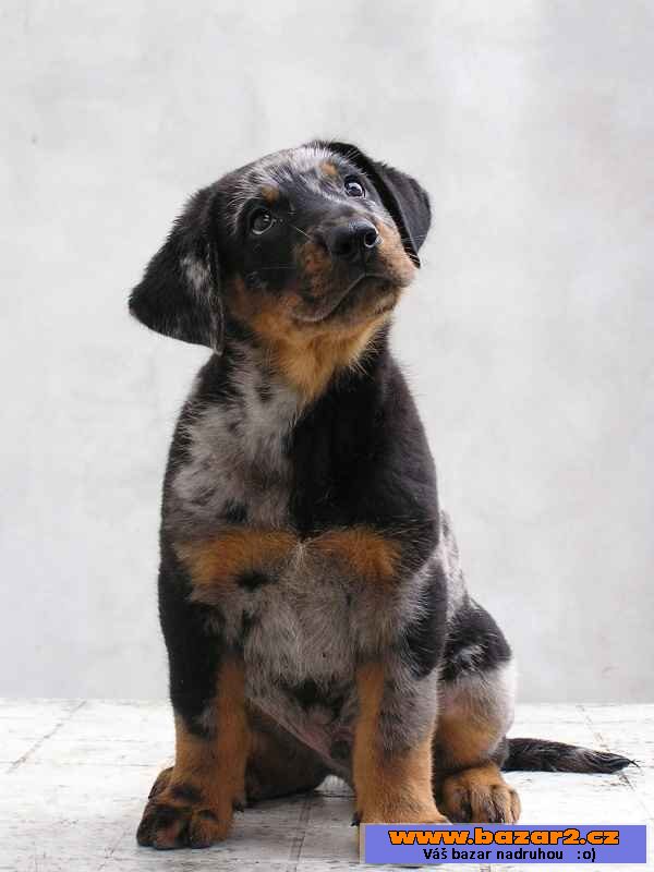 Beauceron - štěňata s PP