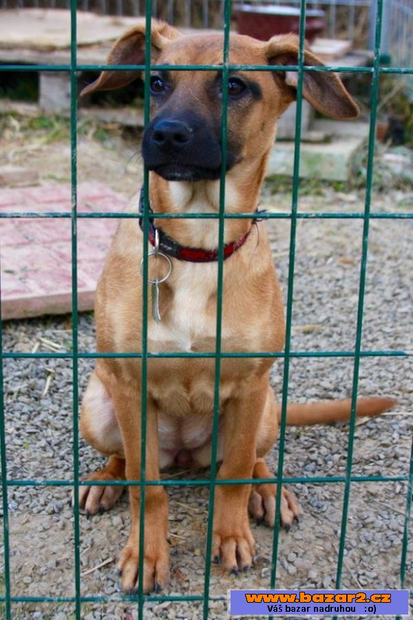 Barrynka - Rhodézský ridgeback x 
