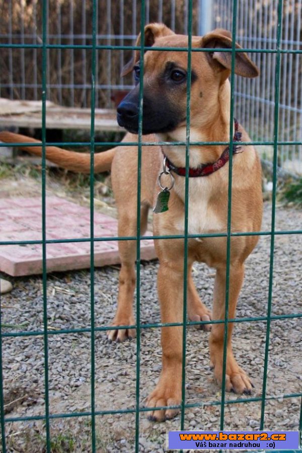 Barrynka - Rhodézský ridgeback x 