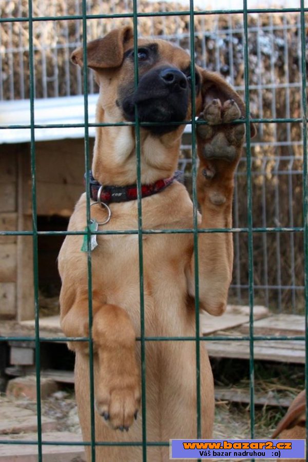 Barrynka - Rhodézský ridgeback x 