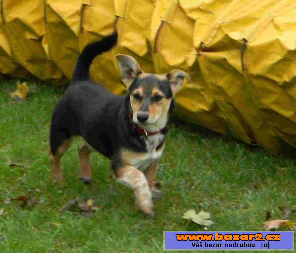 TARA - kříženec x 12 kg - štěně 7 m