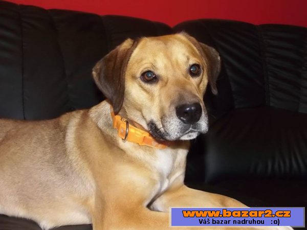 Sára - labrador x ridgeback - mladá