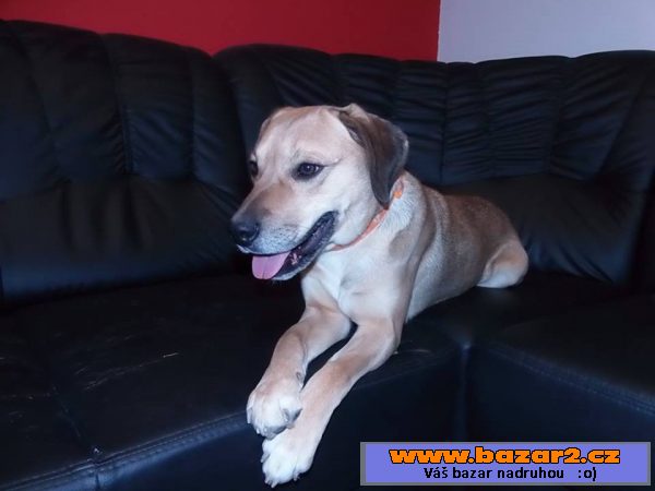 Sára - labrador x ridgeback - mladá