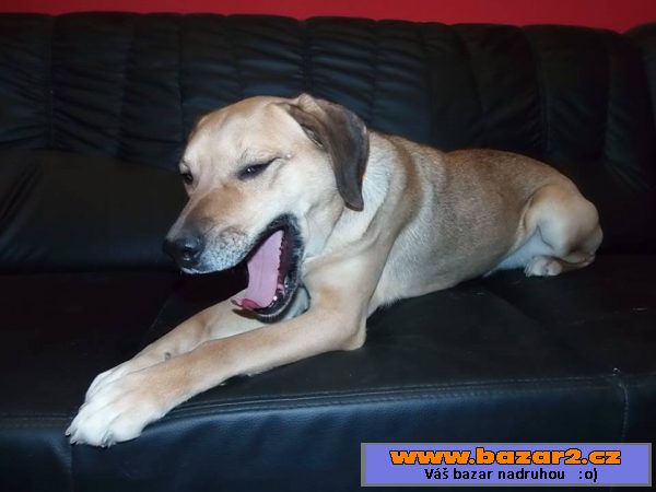 Sára - labrador x ridgeback - mladá