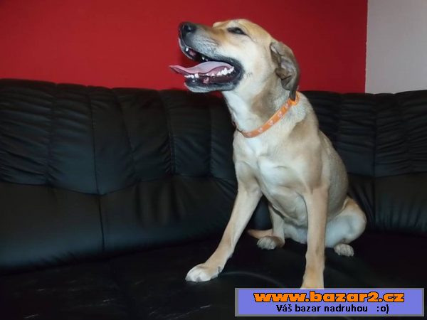 Sára - labrador x ridgeback - mladá