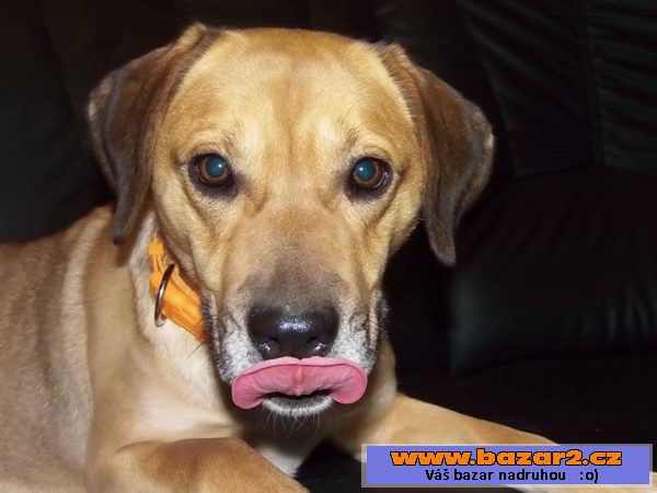 Sára - labrador x ridgeback - mladá