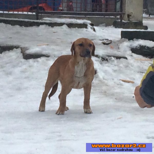 Tinka - Ridgeback x - fena