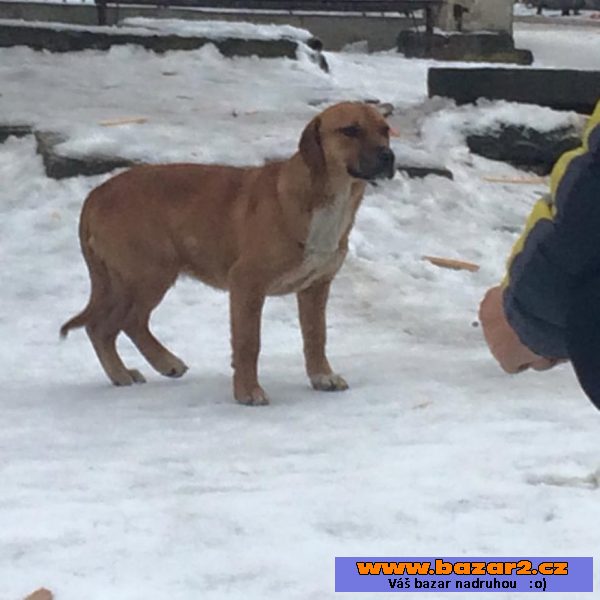 Tinka - Ridgeback x - fena