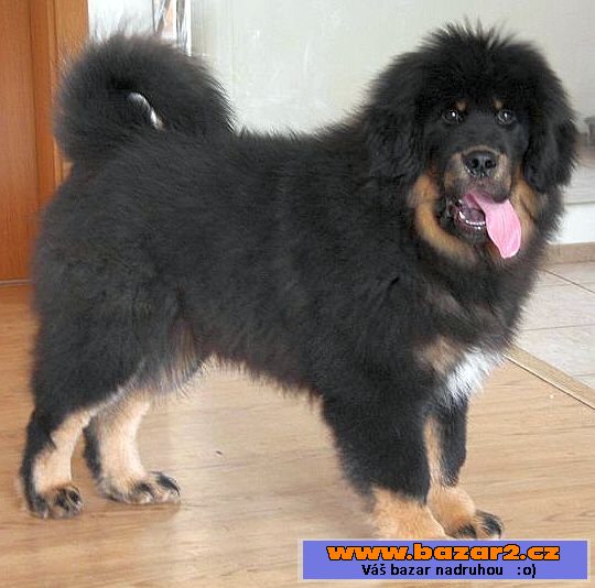 Tibetská doga
