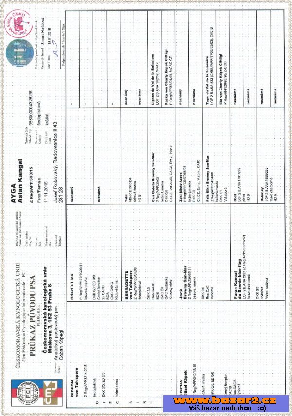Anatolský pastevecký pes-štěňata PP