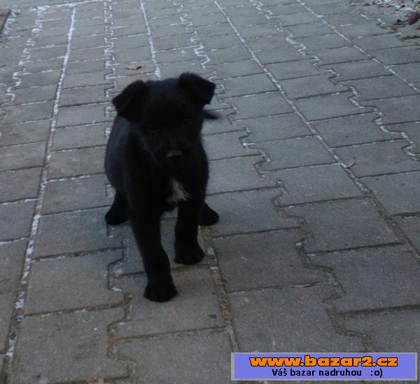 Darujeme štěňátka - kř. labradora