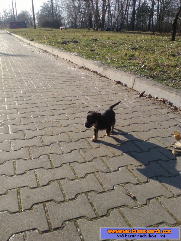 Darujeme štěňátka - kř. labradora
