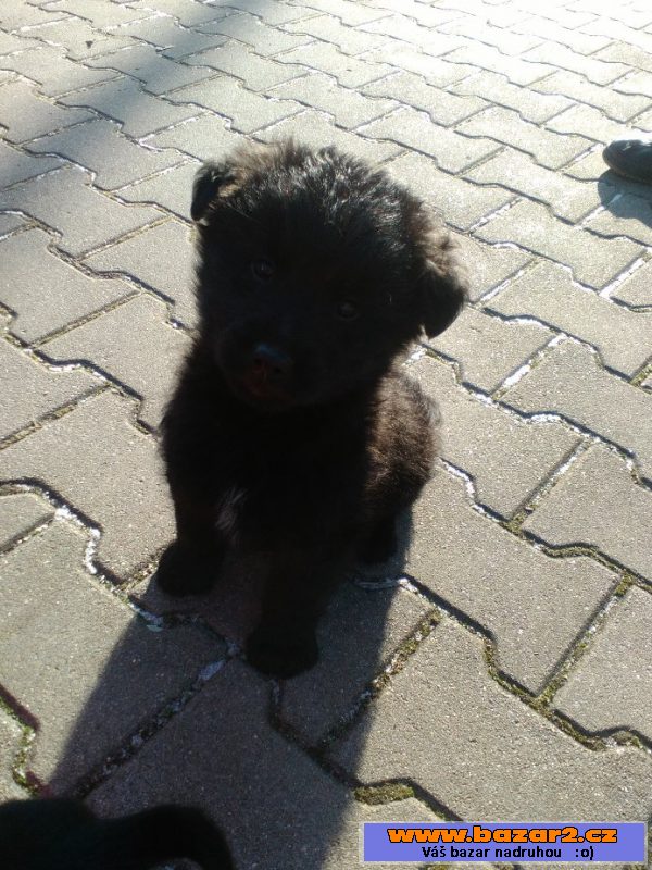 Darujeme štěňátka - kř. labradora
