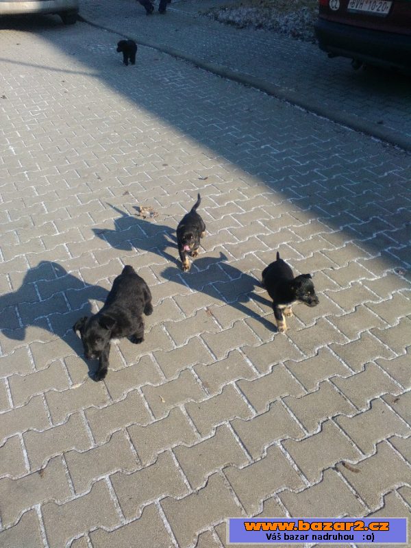Darujeme štěňátka - kř. labradora