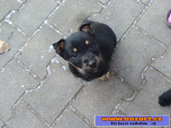 Darujeme štěňátka - kř. labradora