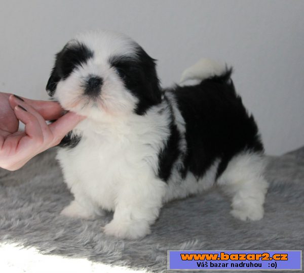 Fenka Shih-tzu s PP