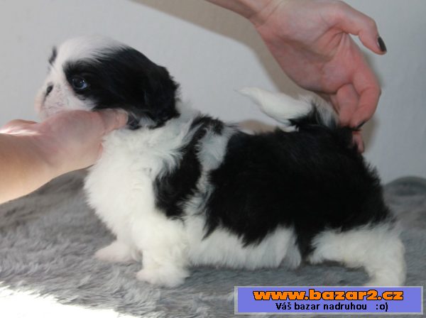 Fenka Shih-tzu s PP