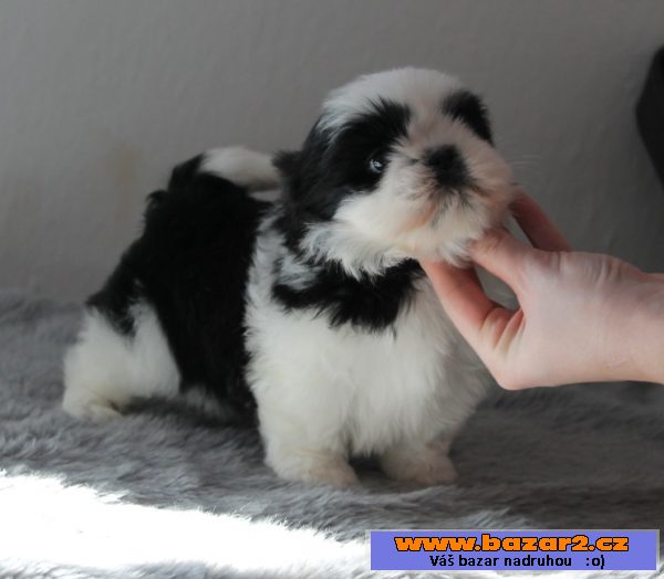 Fenka Shih-tzu s PP