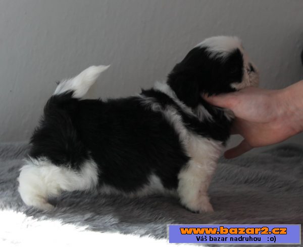 Fenka Shih-tzu s PP