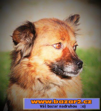 Bobinka - Čivava x Špic - 5 kg 