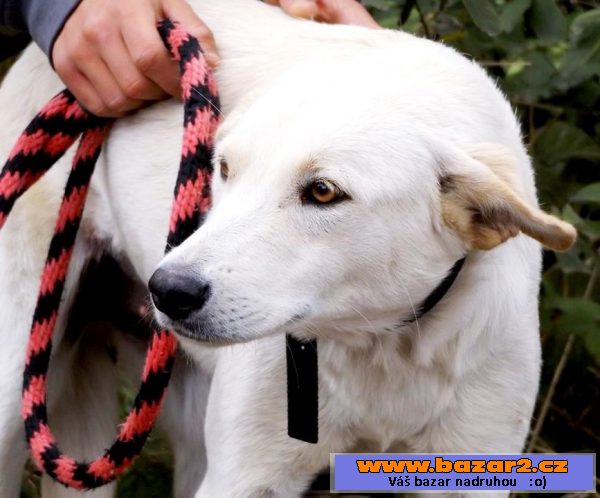 JULIE - labrador x ovčák - 1-2 roky