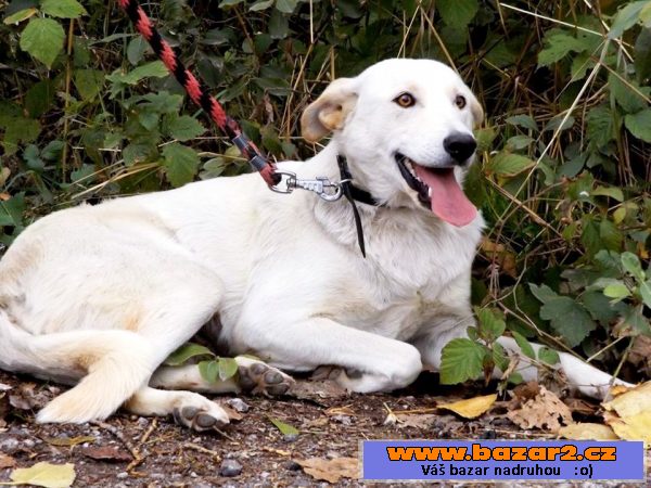 JULIE - labrador x ovčák - 1-2 roky