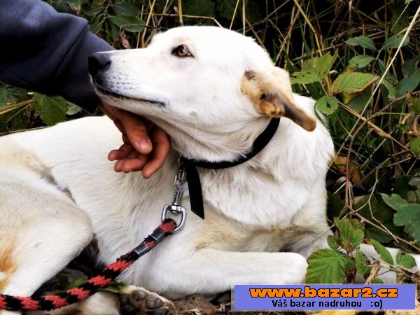 JULIE - labrador x ovčák - 1-2 roky