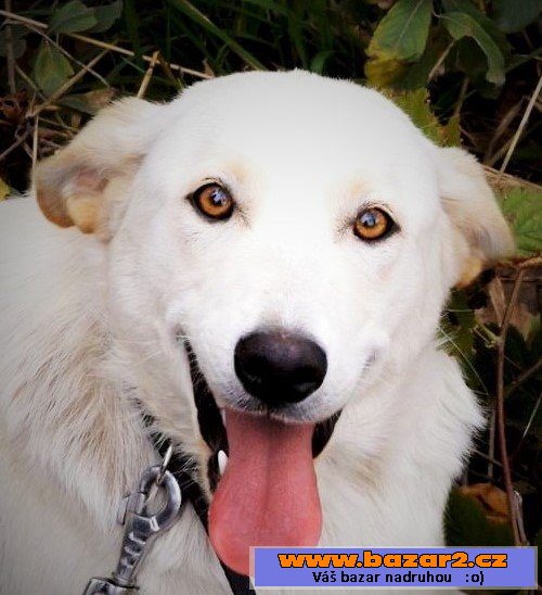 JULIE - labrador x ovčák - 1-2 roky