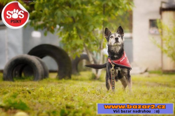 Derrick - Jack Russel teriér x- pes