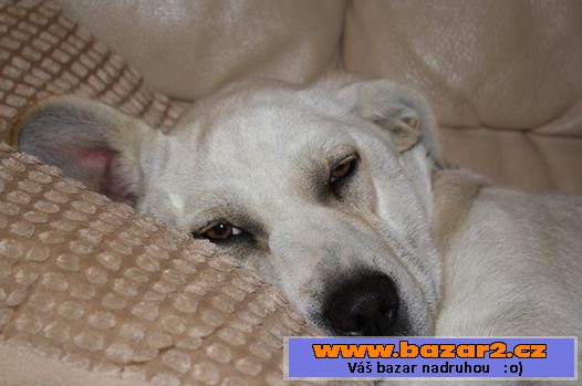 Lola - labradorský retrívr x štěně