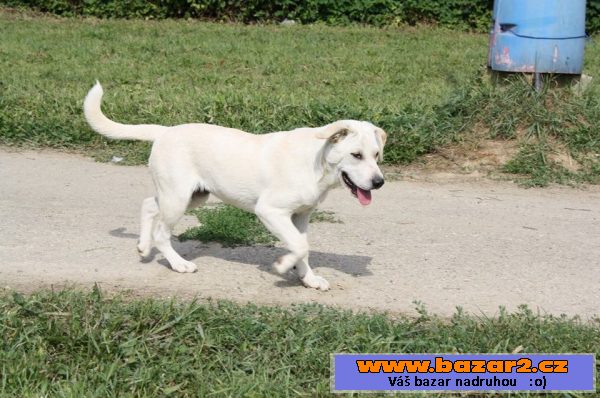 Lola - labradorský retrívr x štěně