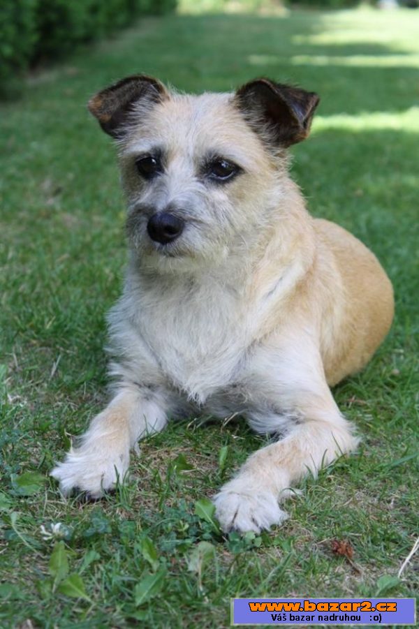 Emma - Border teriér - fena