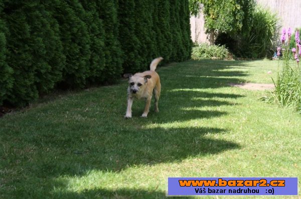 Emma - Border teriér - fena